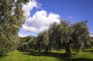 Über 20000 Olivenbäume